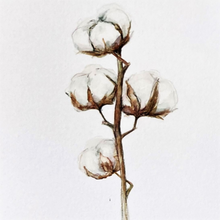 Load image into Gallery viewer, Australian painting of cotton stem