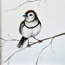 Load image into Gallery viewer, bird watercolour print Australian artist finch painting