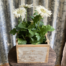 Load image into Gallery viewer, SECOND - French Farmhouse Market Boxes (small) C