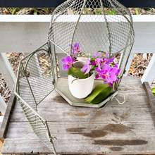 Load image into Gallery viewer, Nested Hanging Plant Cage
