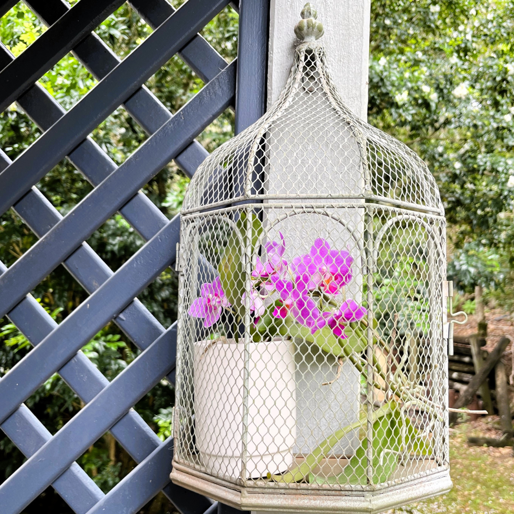 Nested Hanging Plant Cage