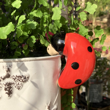 Load image into Gallery viewer, Ladybird Pot Sitter
